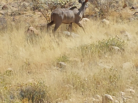 Wild Cherry Adventures-温德和克必去景点