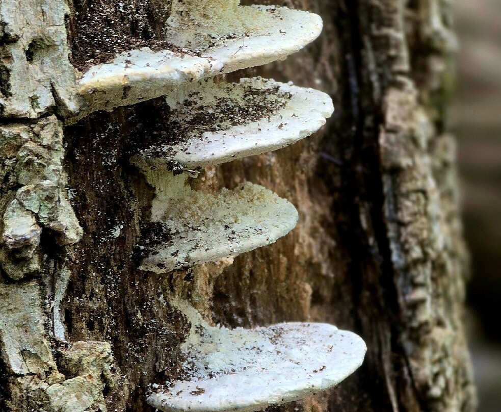 Ringing Rocks County Park-Upper Black Eddy必去景点