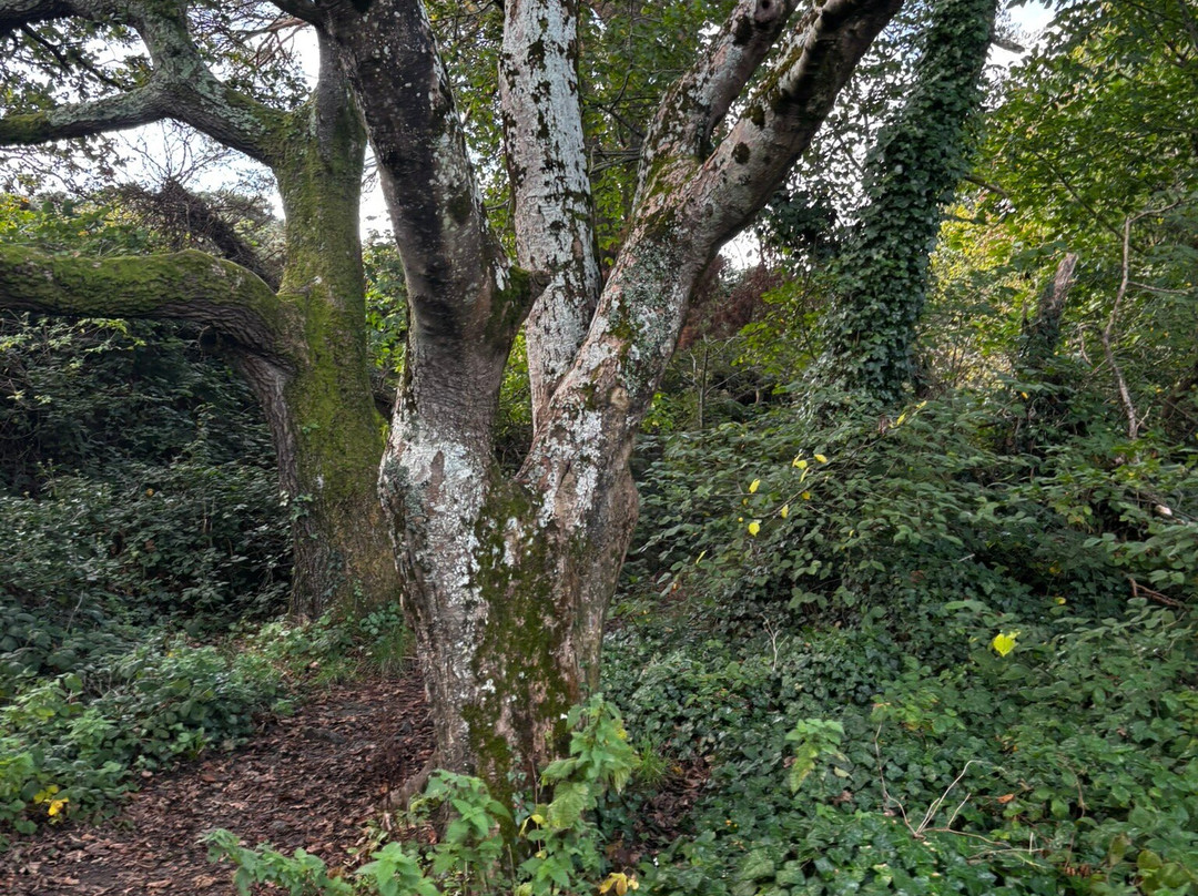 Killiney Hill Park-当莱瑞必去景点