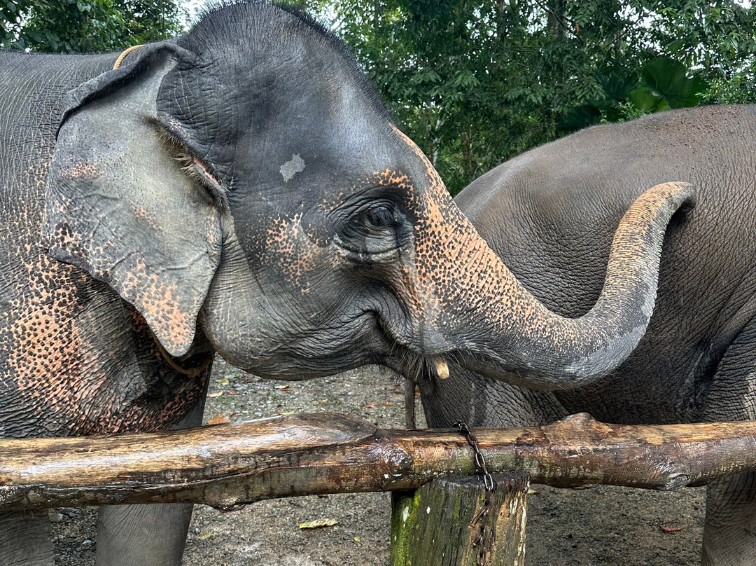 Phang Nga Elephant Park-攀牙必去景点