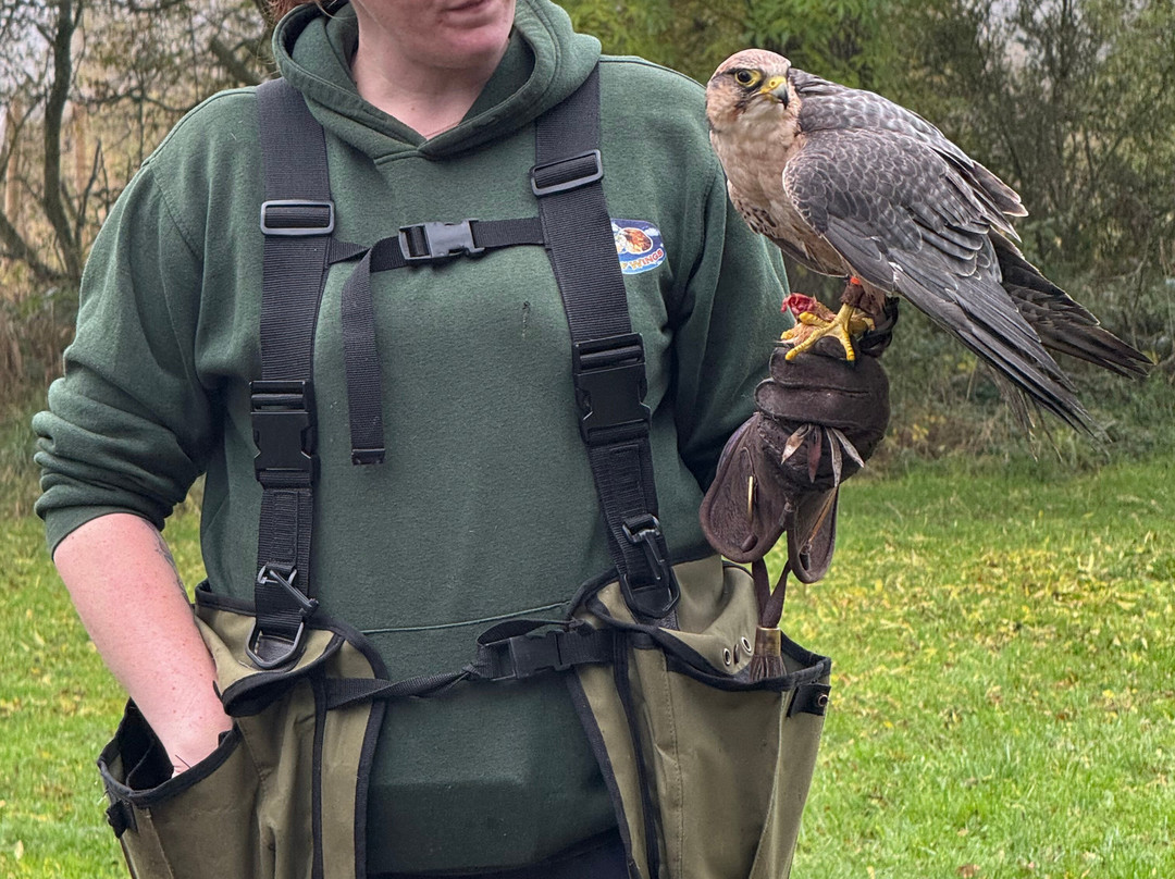 World of Wings Birds of Prey Centre-坎伯诺尔德必去景点