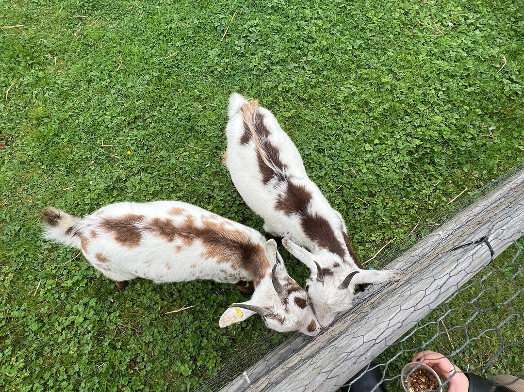 Woodlands Alpaca Farm-沃灵顿必去景点