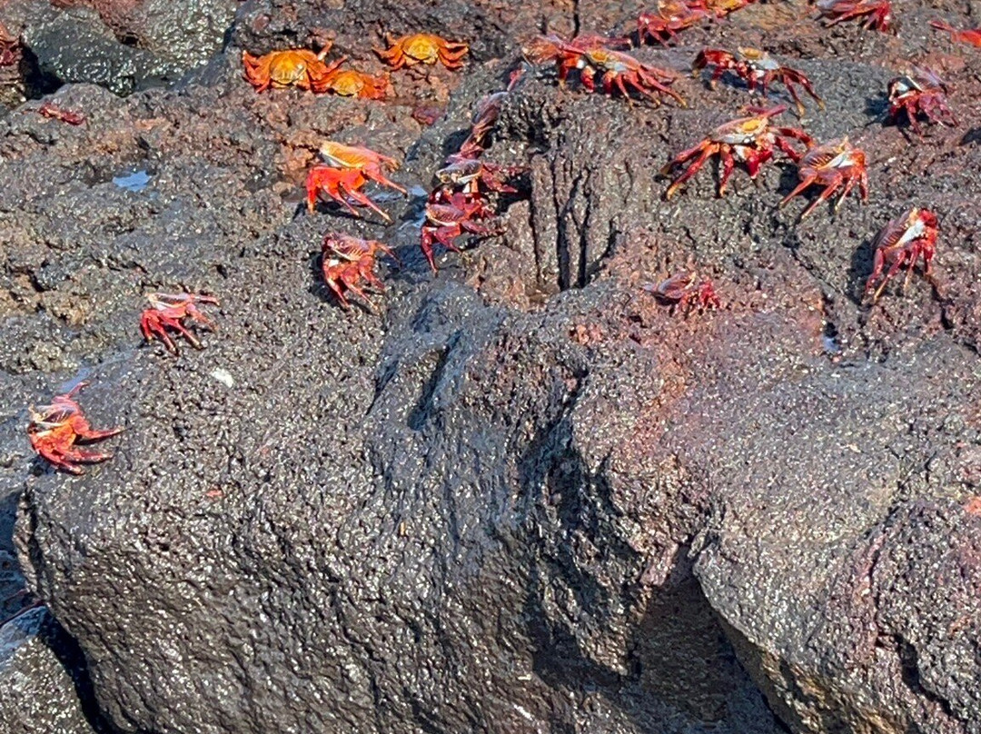 Malecon de Puerto Ayora-阿约拉港必去景点
