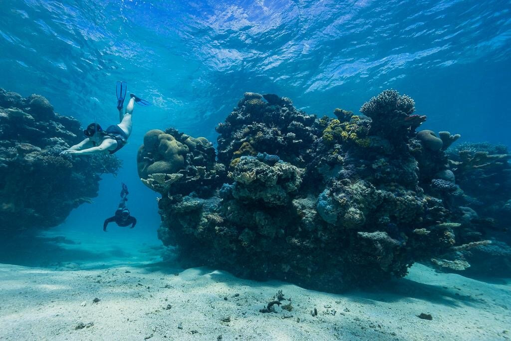 Majestic Whale Encounters-Foa Island必去景点