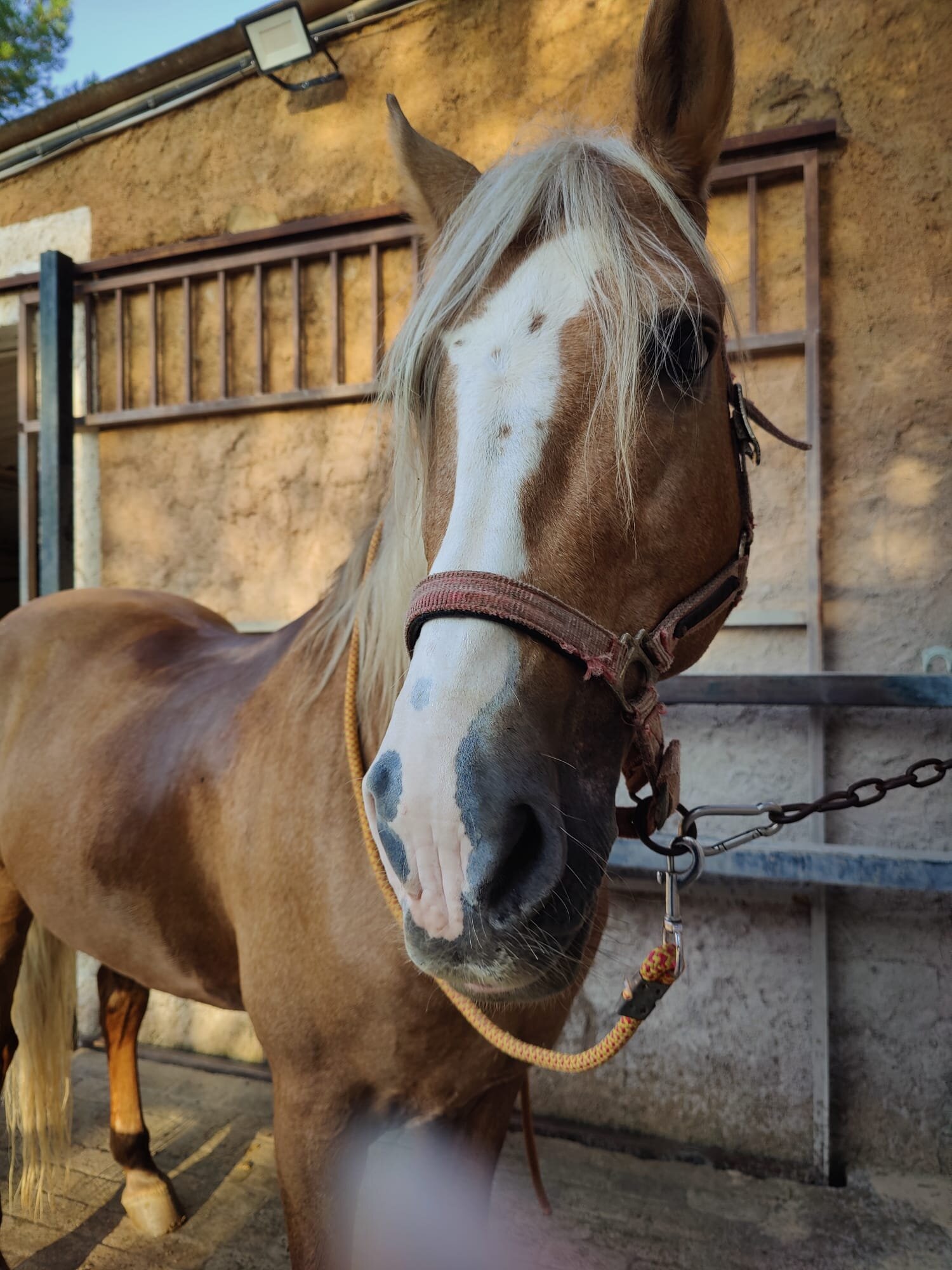 Son Menut Finca-官方