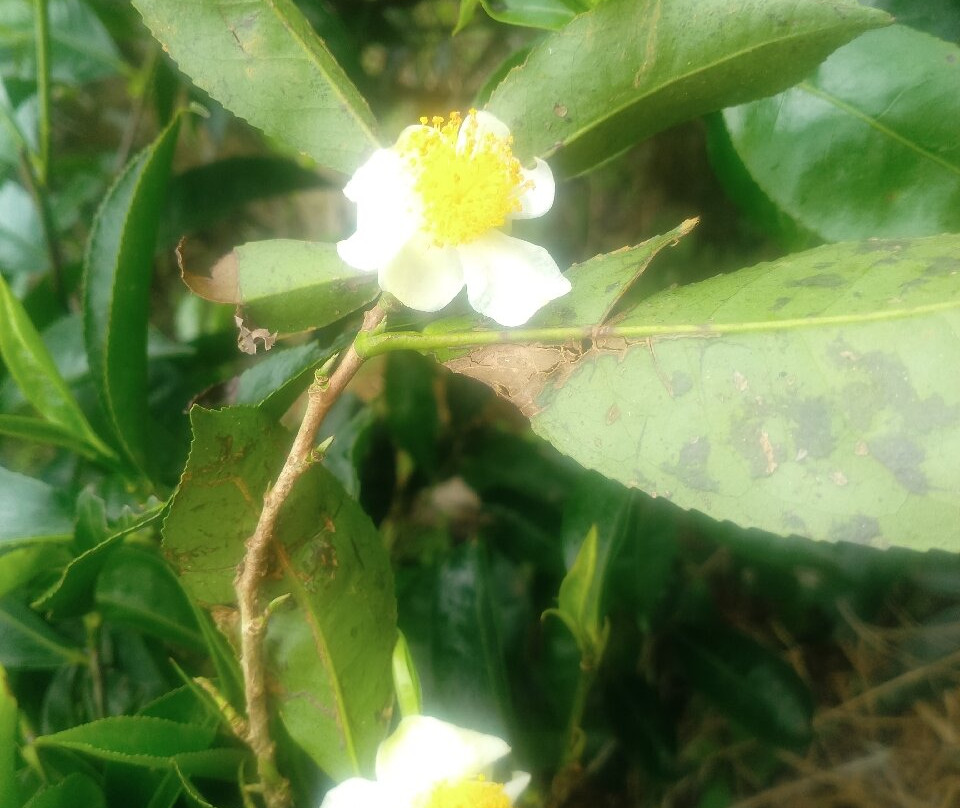 Sembuwaththa Lake-Matale必去景点