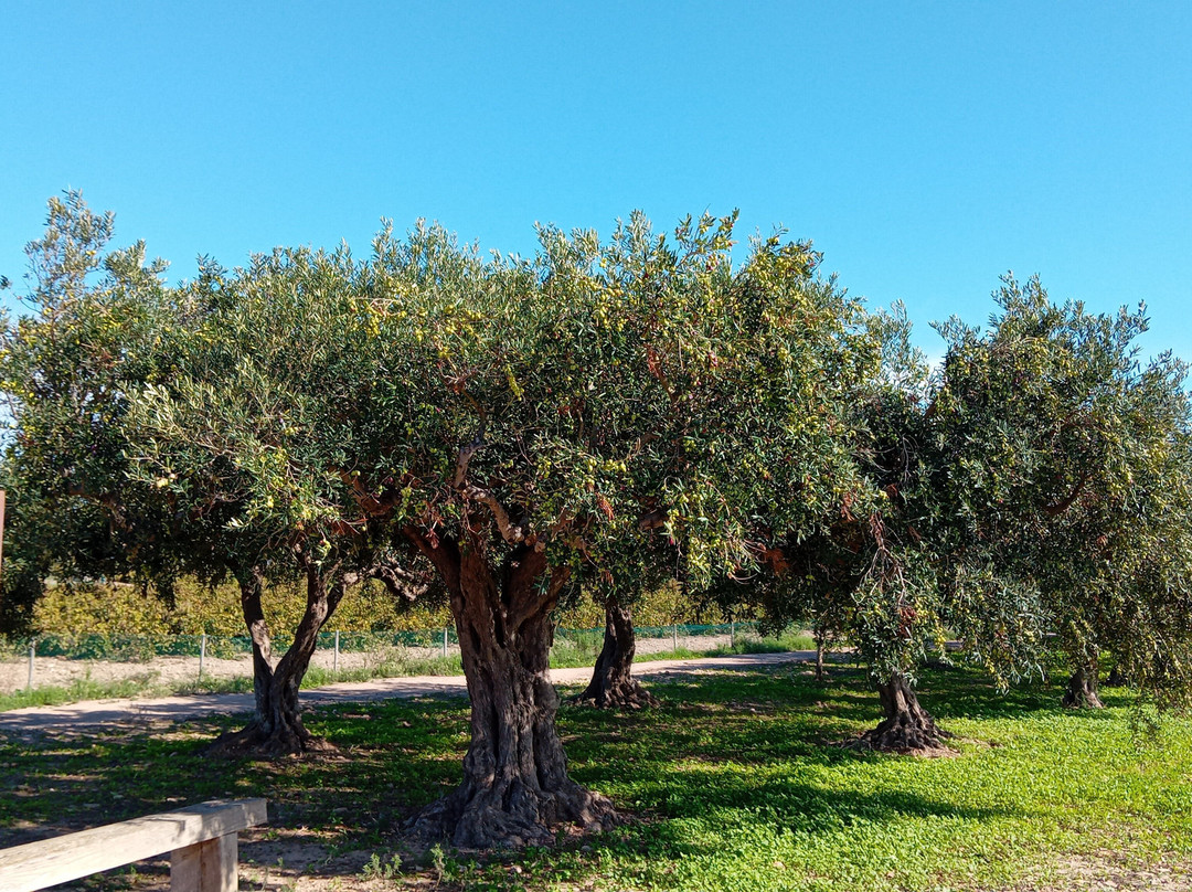 Isola di Mozia (Mothia)/ San Pantaleo-马尔萨拉必去景点