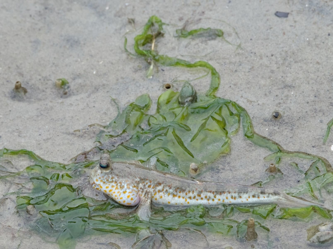 Pulau Ubin Nature and Kampong Walk-乌敏岛必去景点