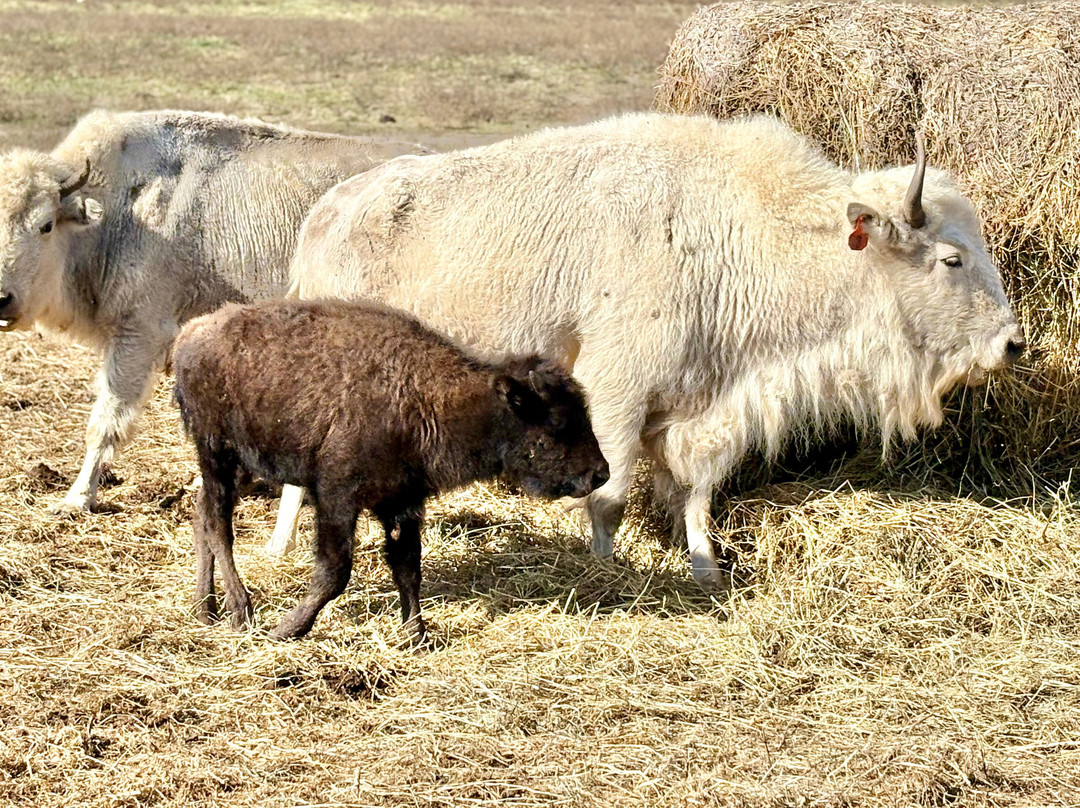 Wildlife Prairie Park-Hanna City必去景点