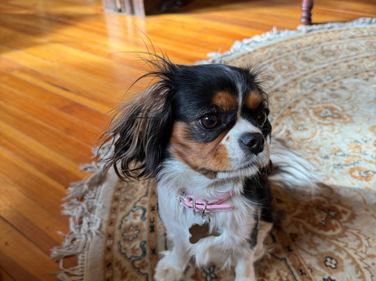 10 Clarke Place主图