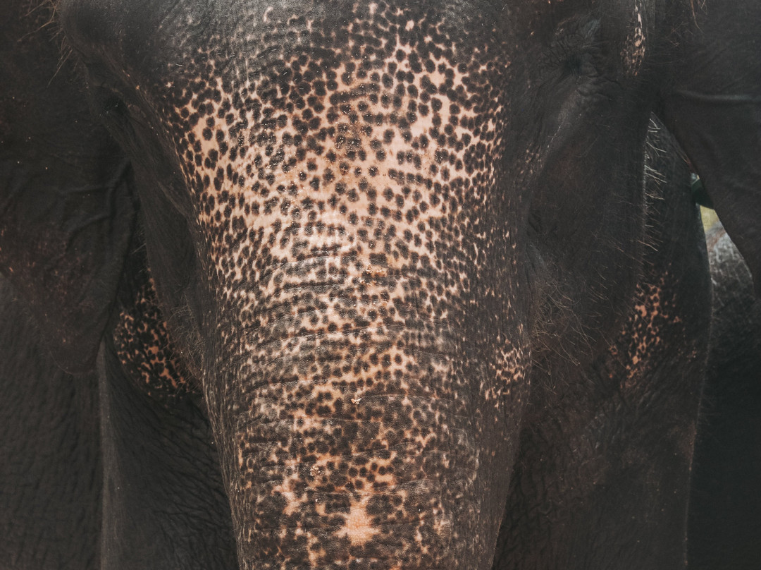 Kenyir Elephant Conservation Village-瓜拉伯浪必去景点