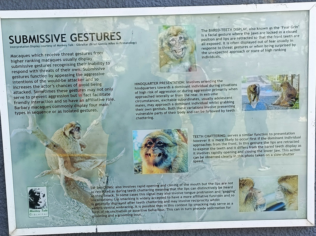 Gibraltar Upper Rock Nature Reserve-直布罗陀必去景点