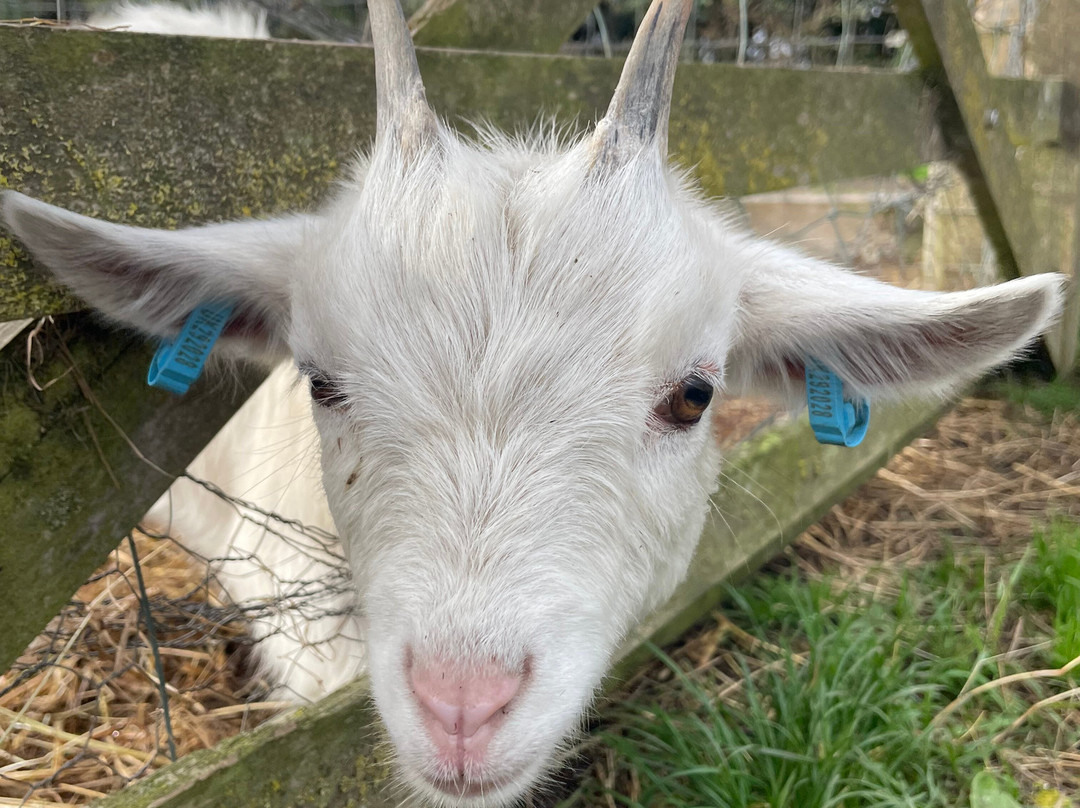 West Wight Alpacas-Wellow必去景点