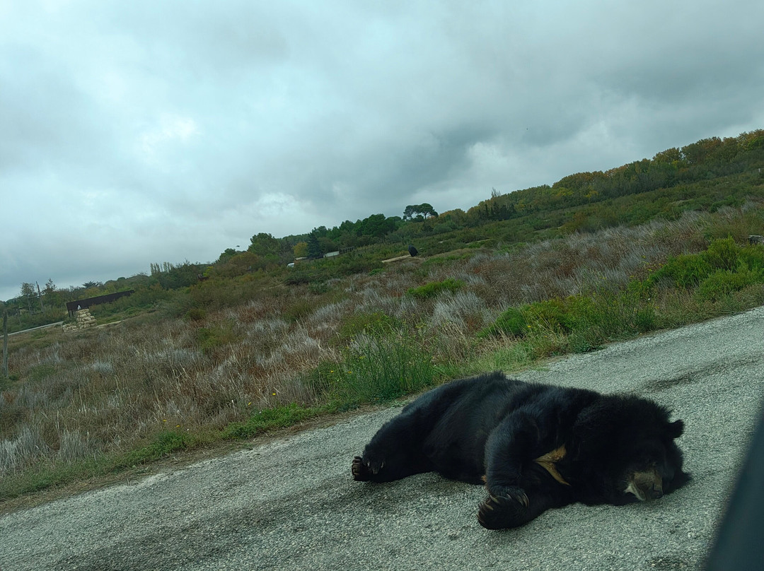 Réserve Africaine de Sigean-Sigean必去景点