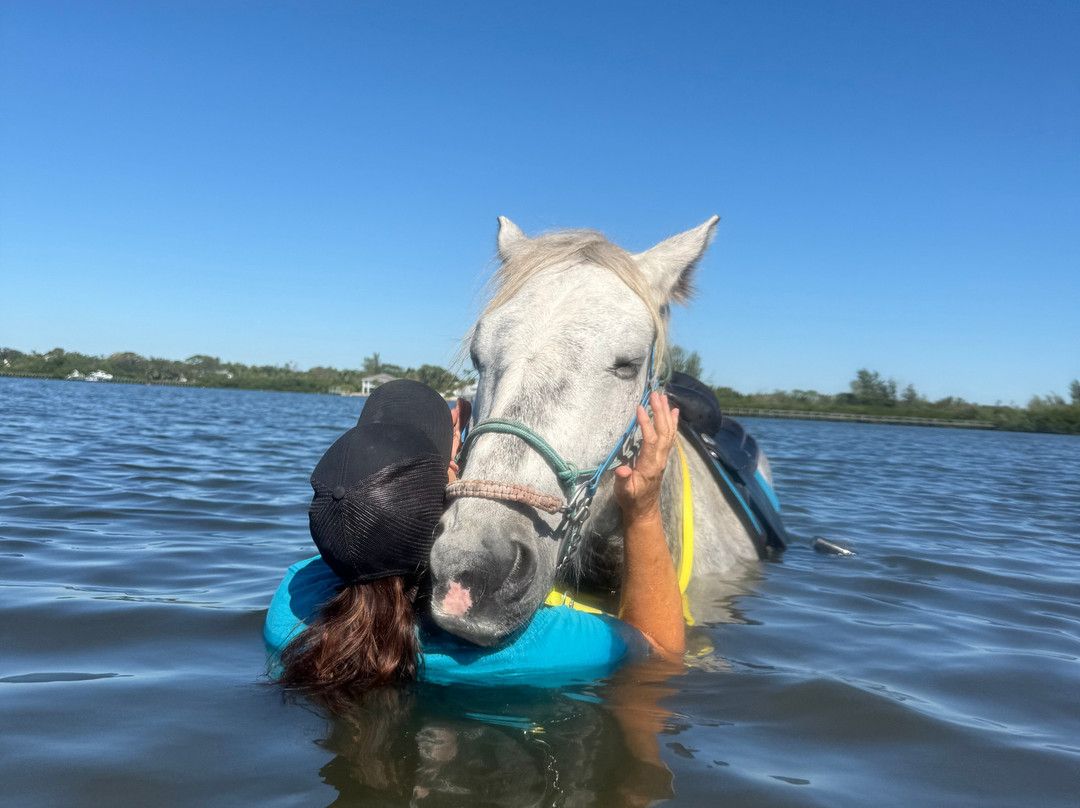 Florida Beach Horses-布雷登顿必去景点
