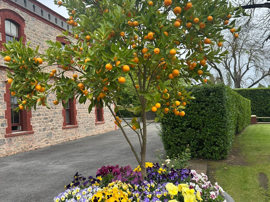 Yalumba-Angaston必去景点