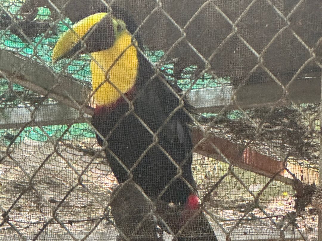 International Animal Rescue Costa Rica-诺萨拉必去景点