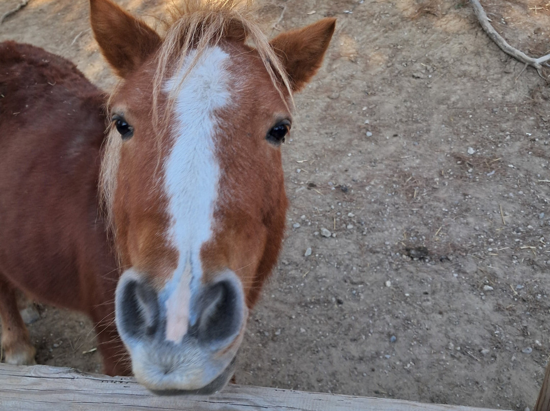 Farma of Rhodes Petting Zoo-罗德斯必去景点