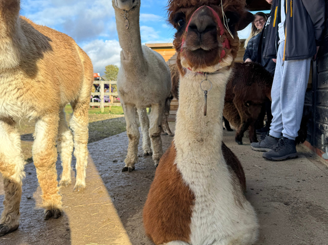 All Things Alpaca Ltd-切姆斯福德必去景点