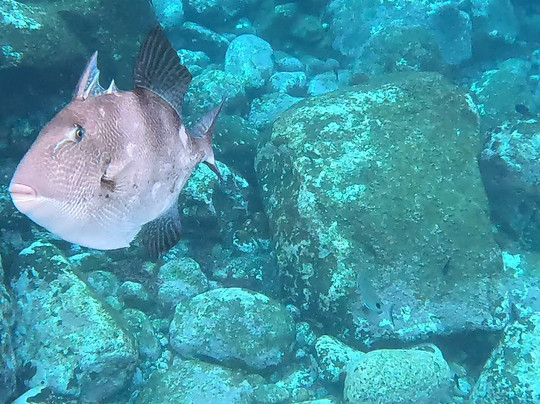 Swimmadeira - Swimming Holidays-马德拉群岛必去景点