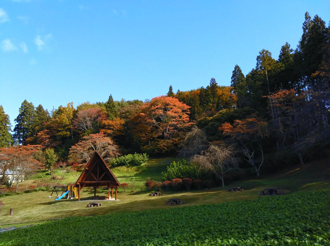 Japanese Cedar Tree of Sugisawa-二松本市必去景点