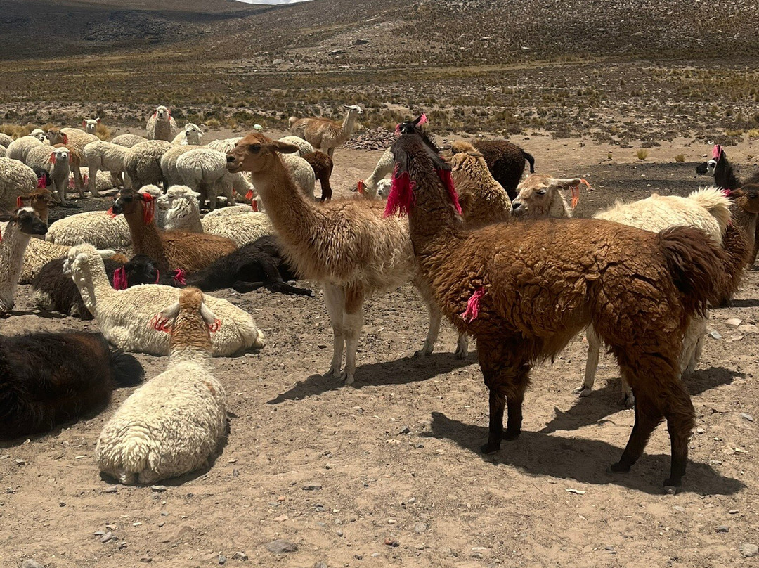Salinas y Aguada Blanca National Reserve-阿雷基帕必去景点