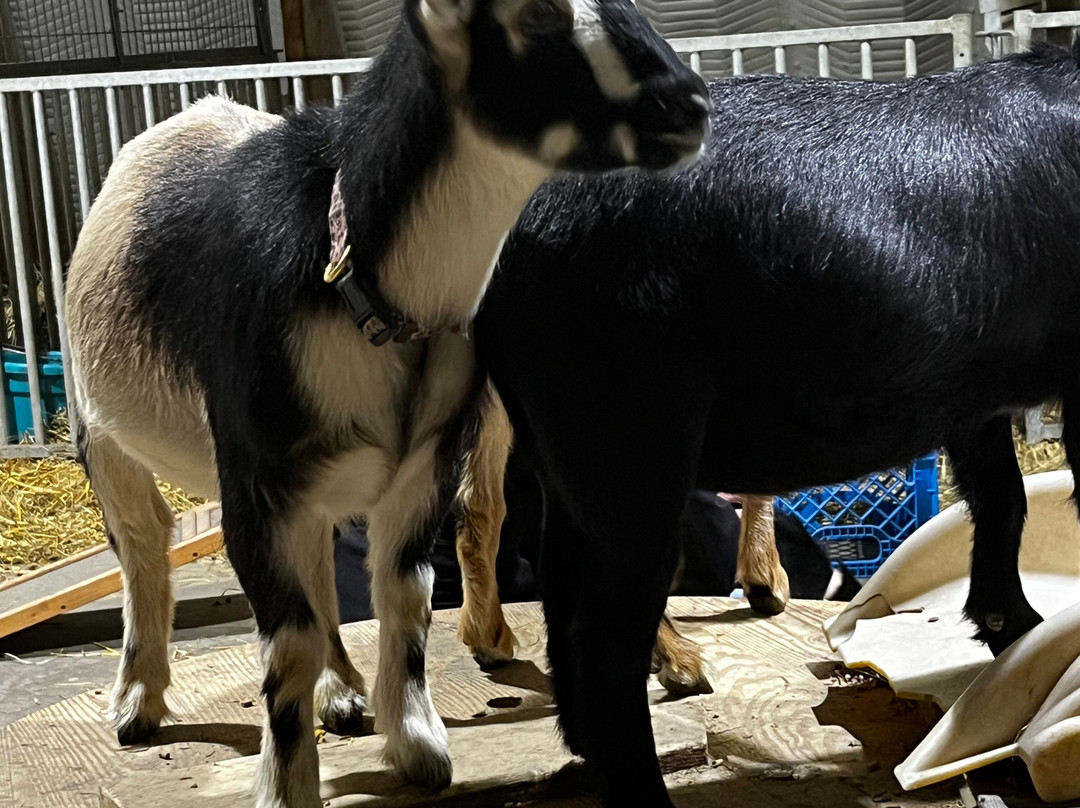 Udderly Ridiculous Farm Life-Blandford-Blenheim必去景点