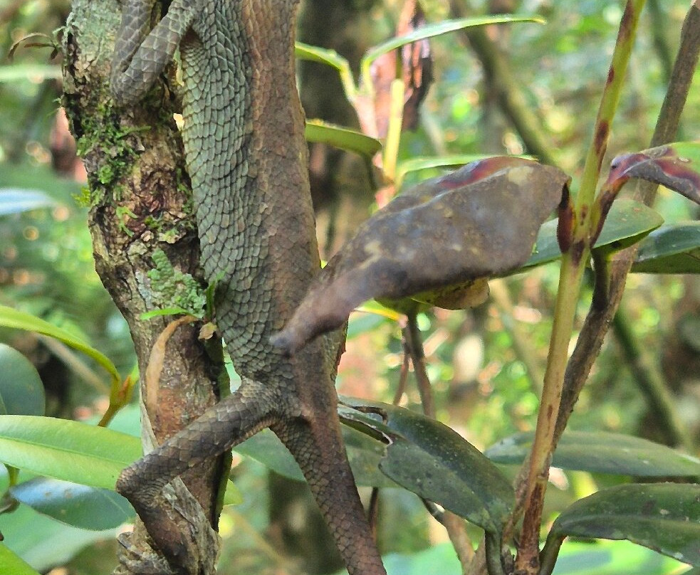Paradise Island Safari-Gampola必去景点