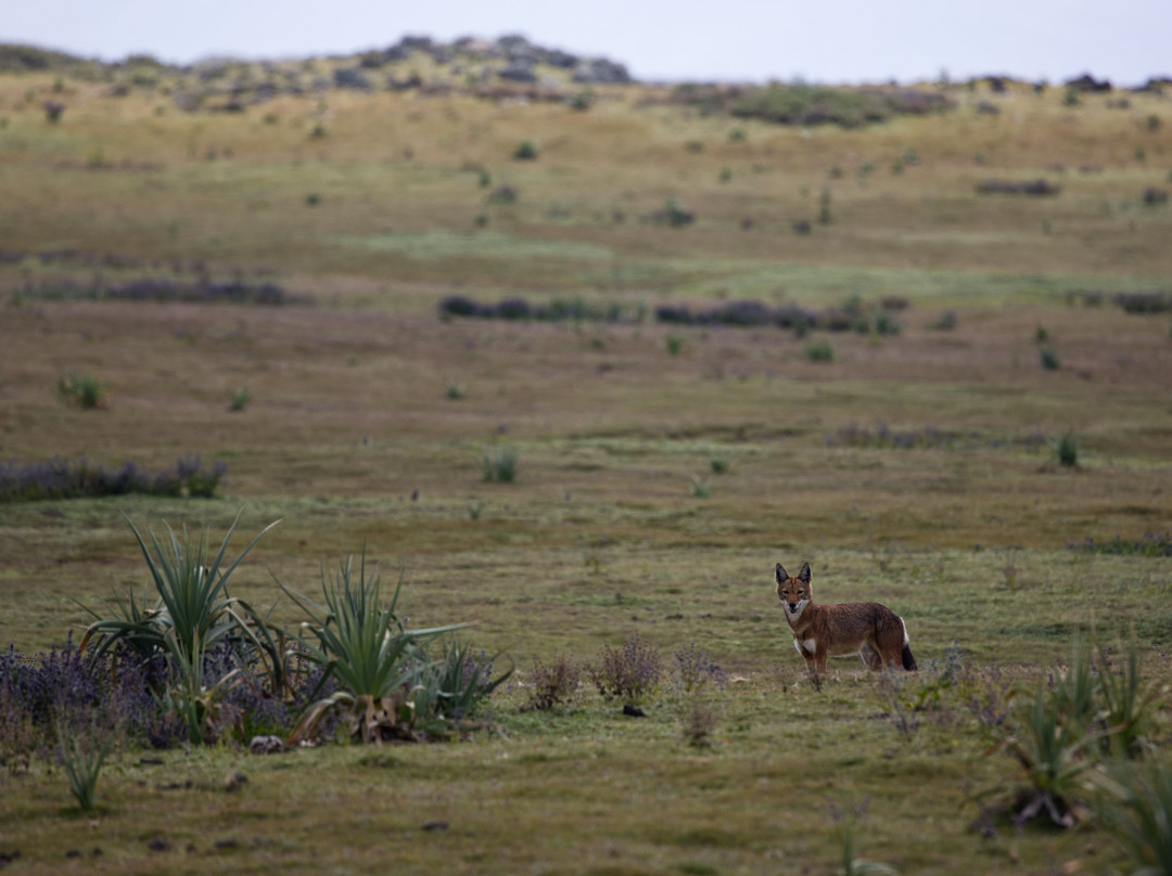 Bale Trek Ethiopia Tours-Goba必去景点