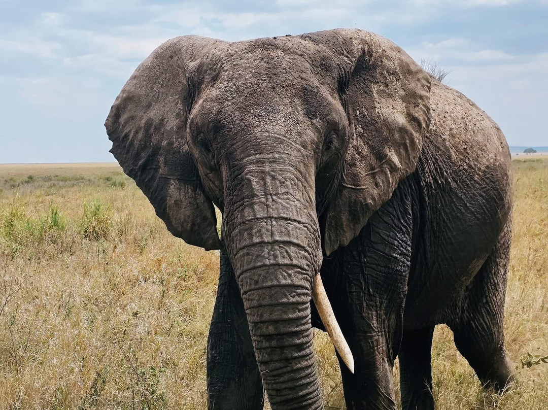 DISCOVERY OUTDOORS KENYA-Langata必去景点