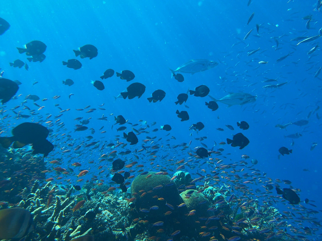 Dive Savusavu Fiji-萨武萨武必去景点