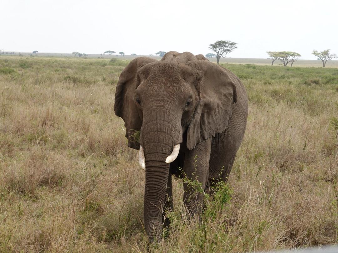 Unlimited Expeditions - The Soul Of Tanzania-阿鲁沙必去景点