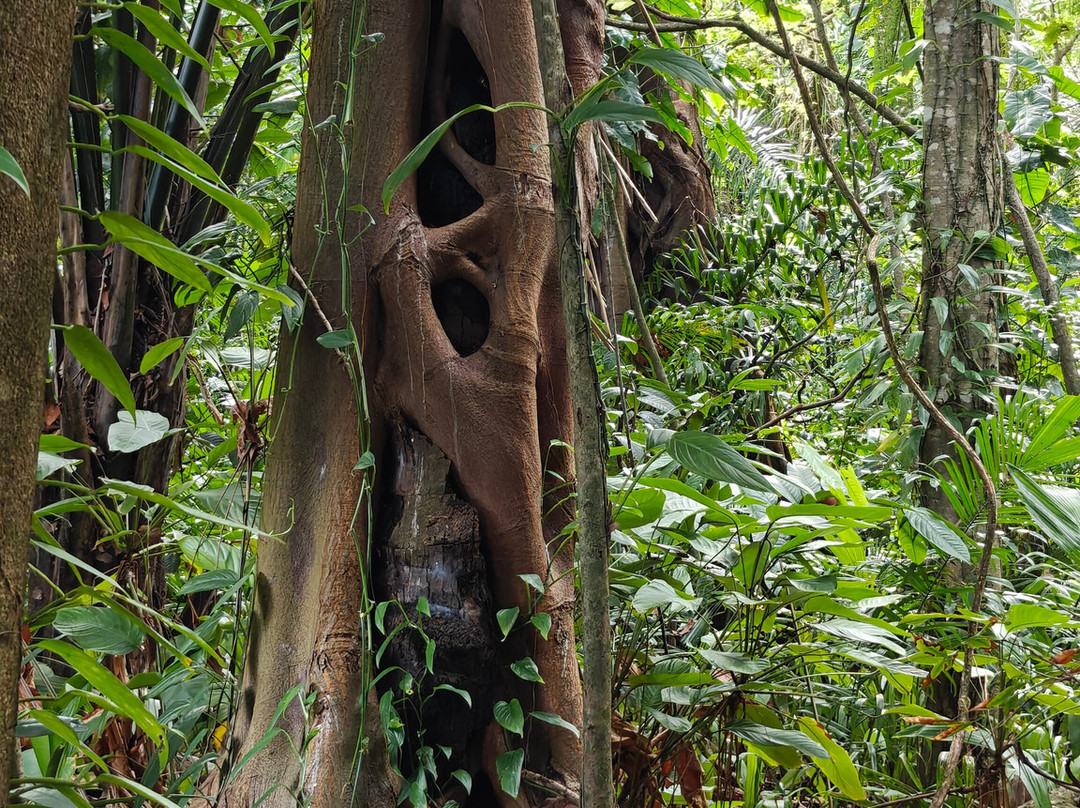 Limeland Tours-特立尼达必去景点