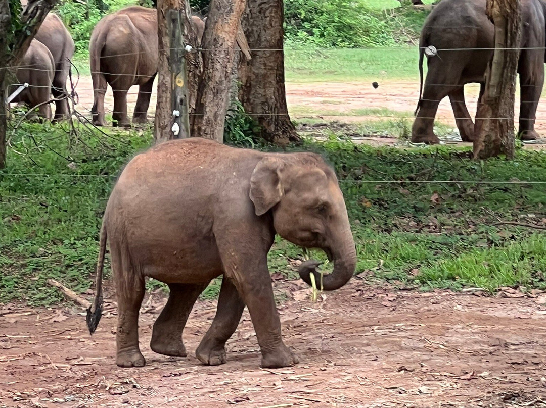 Elephant Transit Home (ETH)-乌达瓦拉维国家公园必去景点