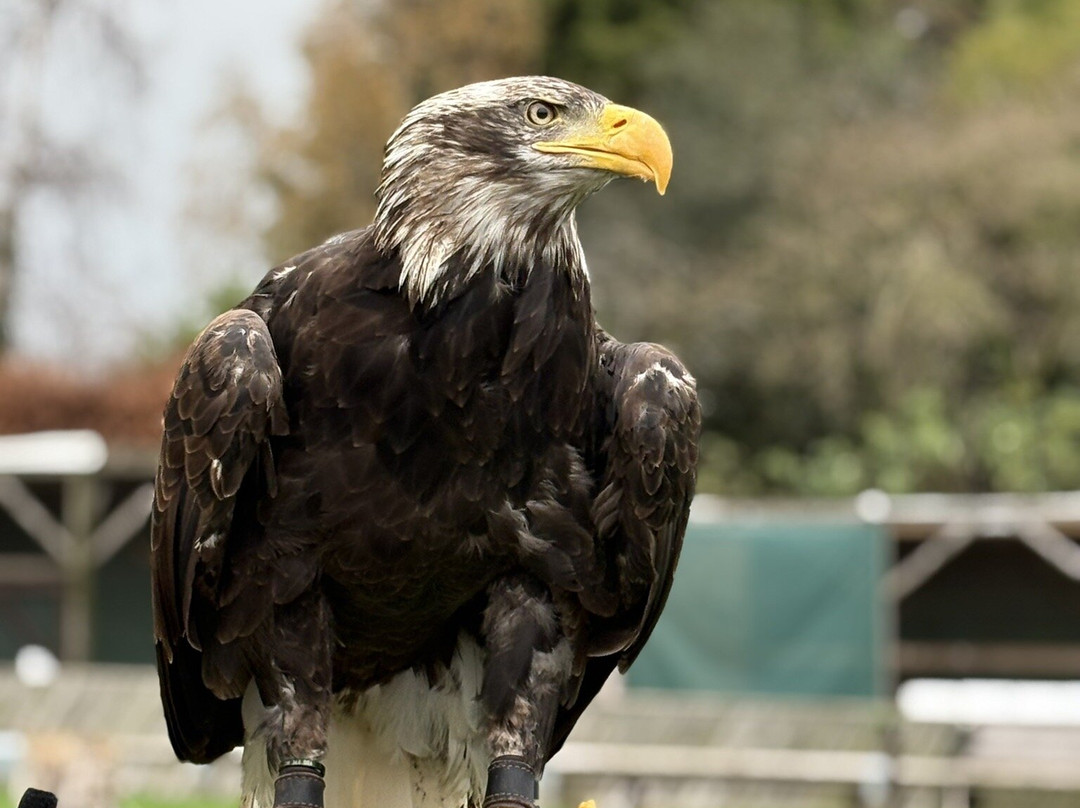 Thirsk Birds Of Prey Centre-瑟斯克必去景点