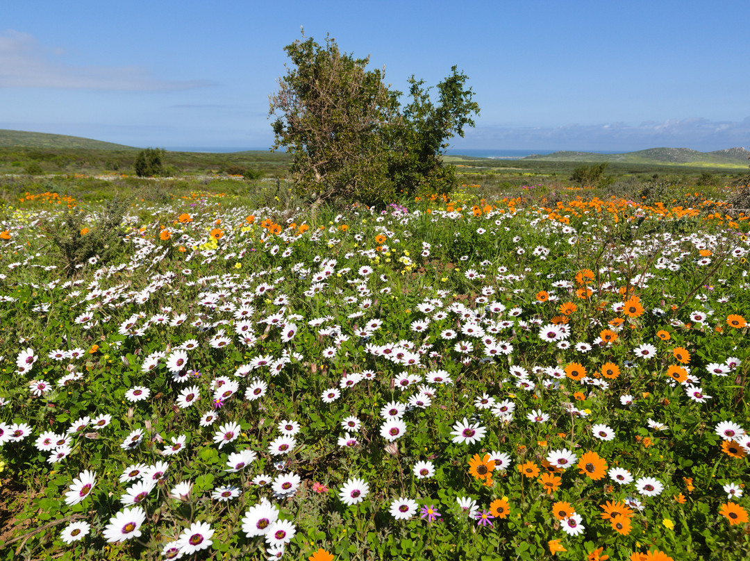 African Blue Tours-开普敦中心区必去景点