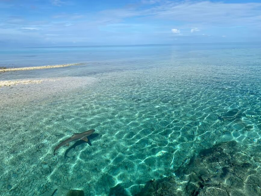 Motu Aito Paradise主图