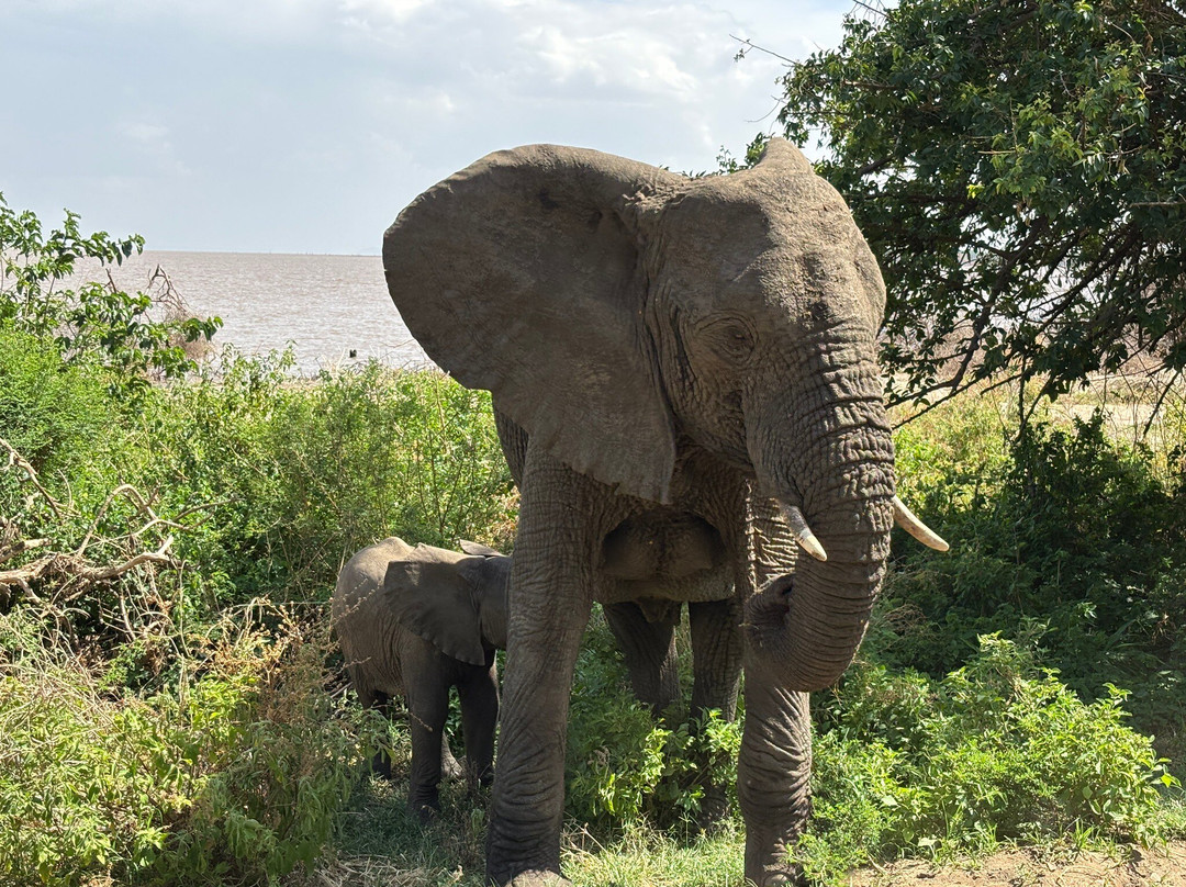 WildReality Safari-Dar es Salaam必去景点