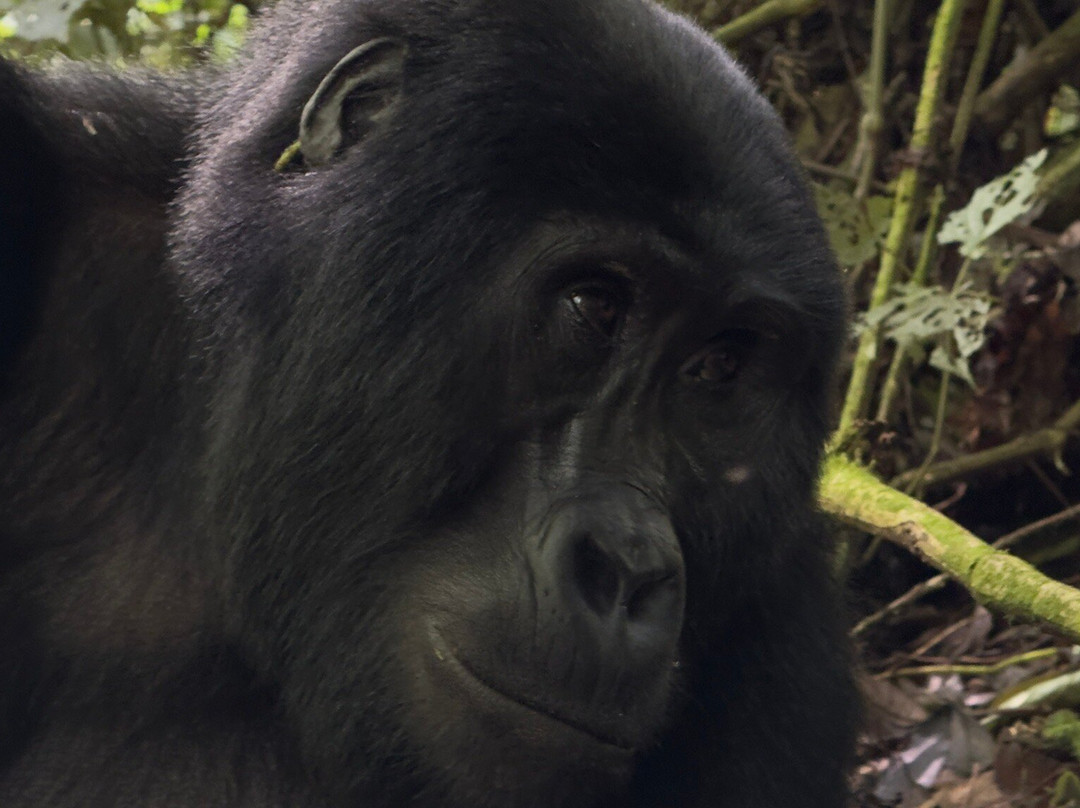 Great Adventures Uganda-坎帕拉必去景点