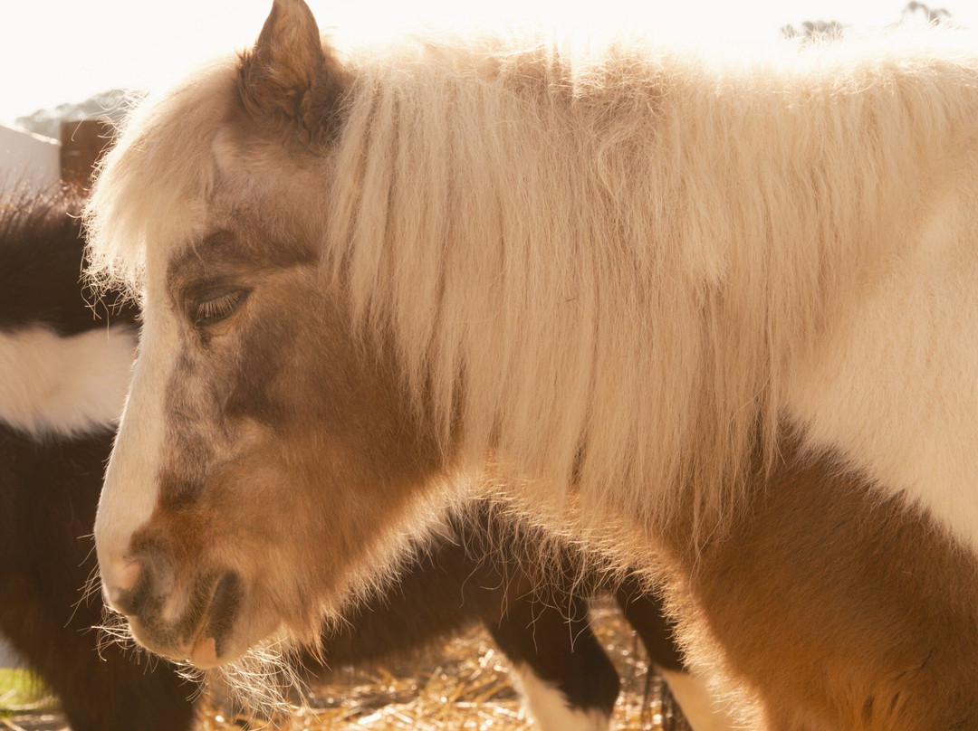 Harley Farms Goat Dairy-佩斯卡德罗必去景点