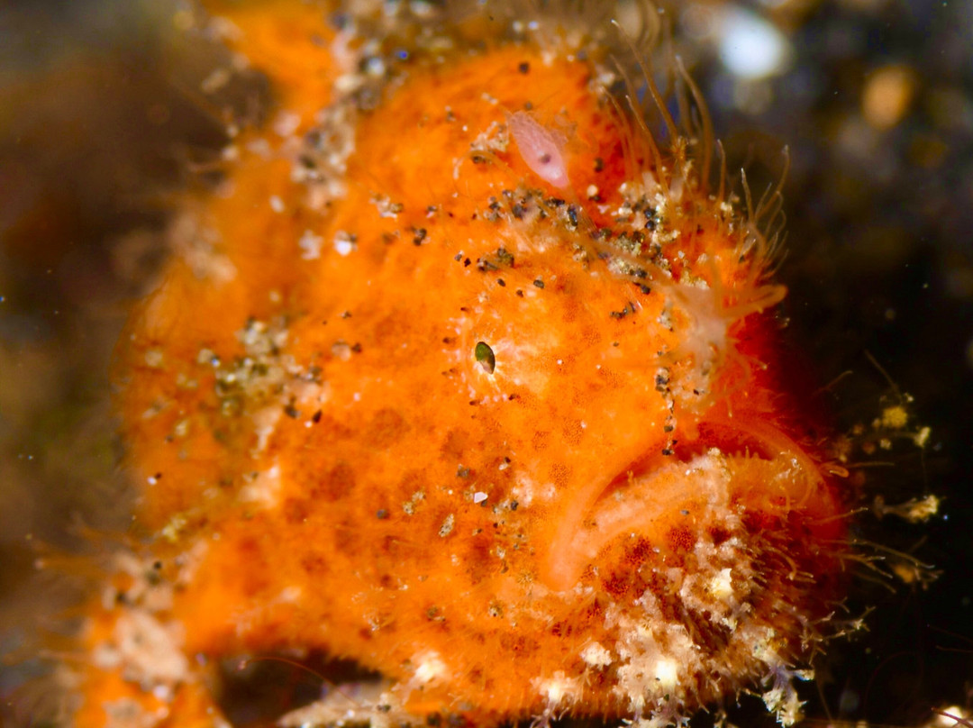 Balidas Dive Center-Bunutan必去景点