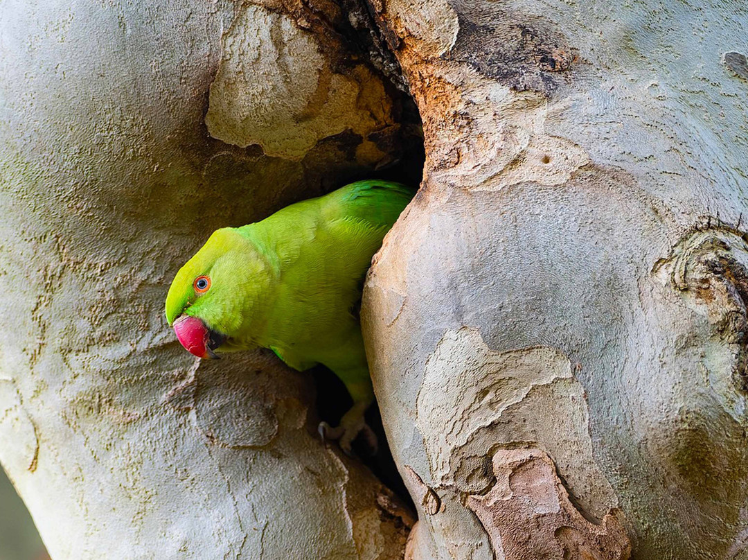 Mirissa River Kayak Tours-Kamburugamuwa必去景点