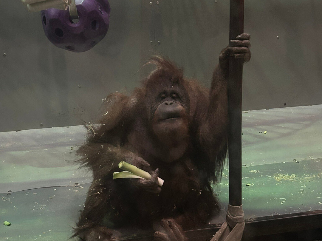 Oliwa Zoo-格但斯克必去景点