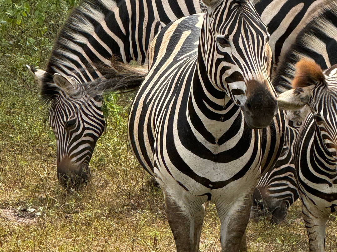 Fathala Wildlife Reserve-Dassilame Ba必去景点