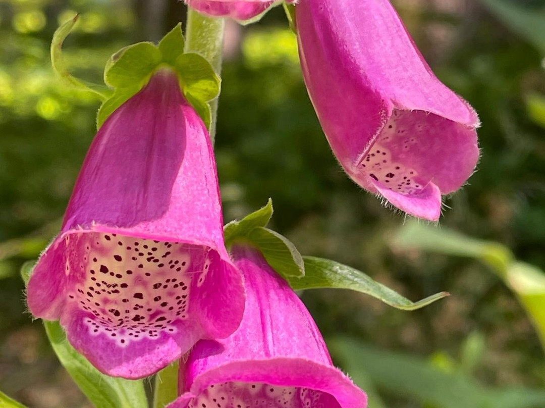 Hochkopfturm-托特瑙必去景点