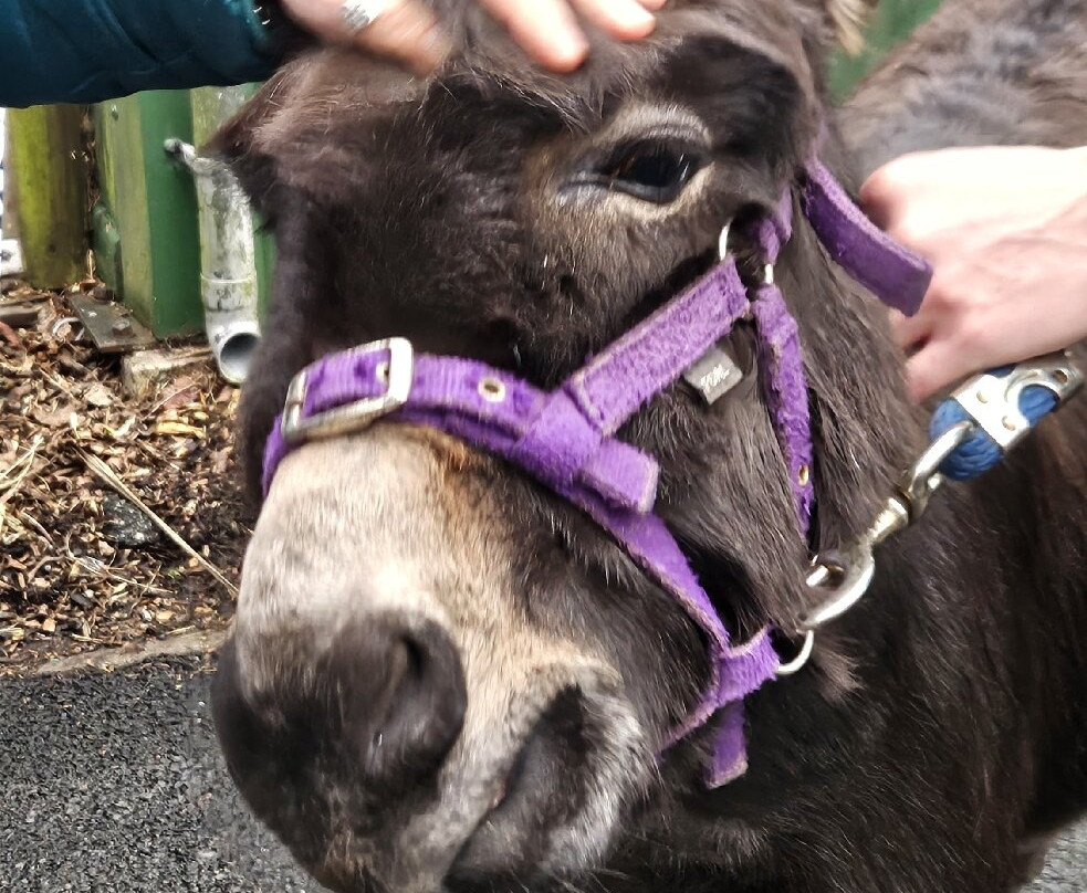 Greenacres Animal Park-Deeside必去景点