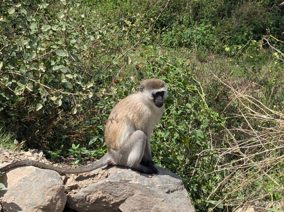 Tuthie afrika-纳库鲁必去景点