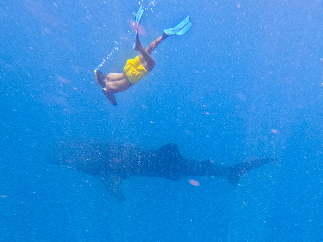 Mafia Island Dream Adventures-Kilindoni必去景点