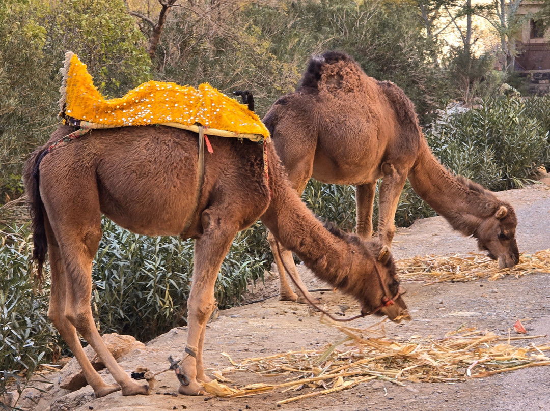 Sahara With Locals-马拉喀什必去景点