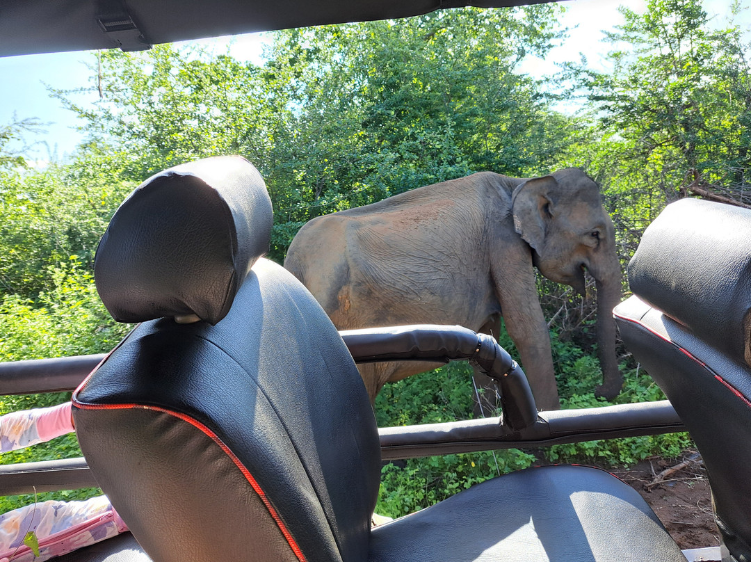 Kavisha Safari Service Udawalawa-乌达瓦拉瓦必去景点